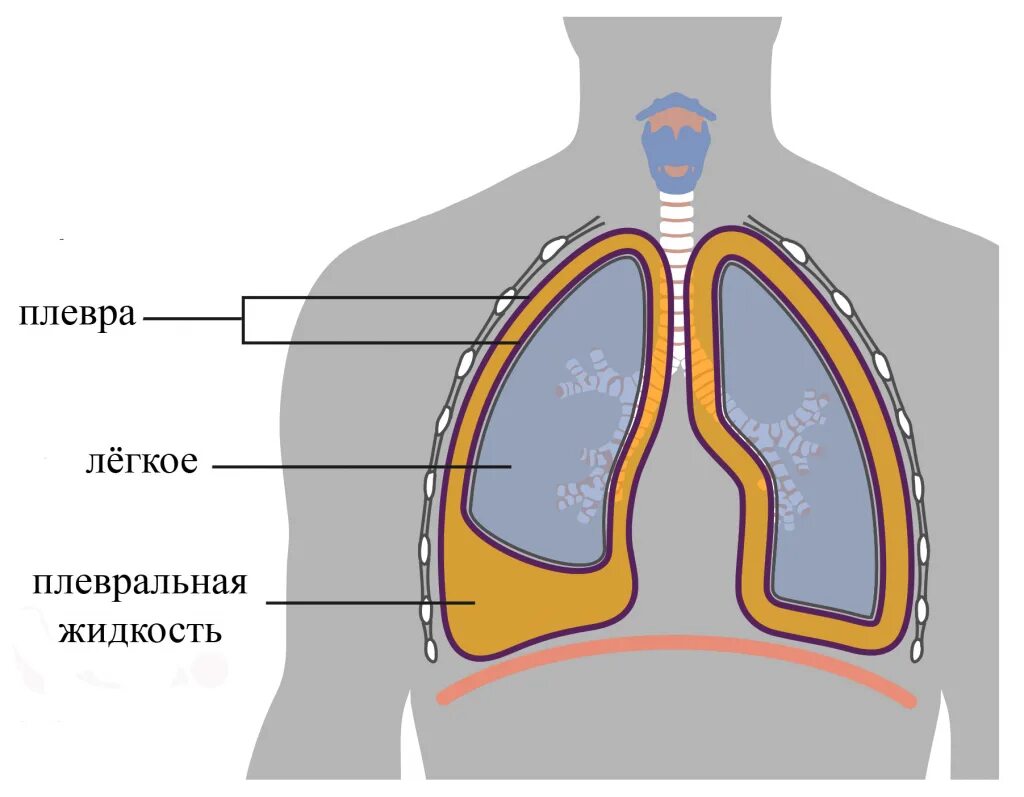 Строение легких легочная плевра. Пристеночная плевра и легочная плевра. Плевра легких плевральная полость. Плевра и плевральная полость анатомия.