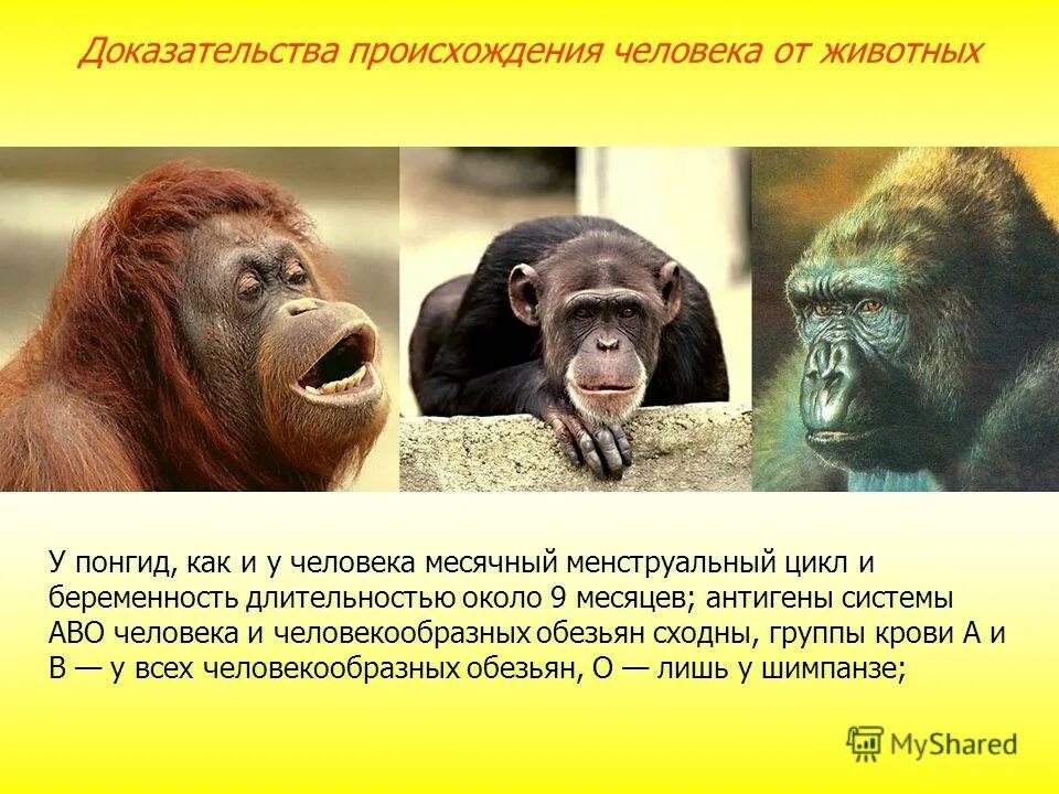 Доказательство эволюции происхождения человека. Доказательства происхождения человека от животных таблица. Доказательство эволюции происхождения человека. Доказательства происхождения человека от млекопитающих. Доказательства происхождения человека разумного от животных.