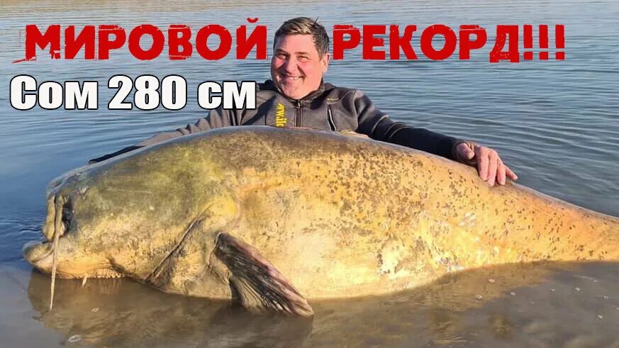 Сом видео ютуб. Сом буффало. Самый большой сом. Ютуб сом международный главная. Ютуб сом международный главная.