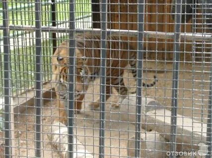 Ивановский зоологический парк ленинградская ул 2а