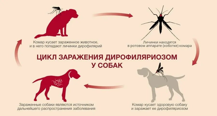 Дирофиляриоз: что это такое и в чем опасность для здоровья человека? smokewoman.