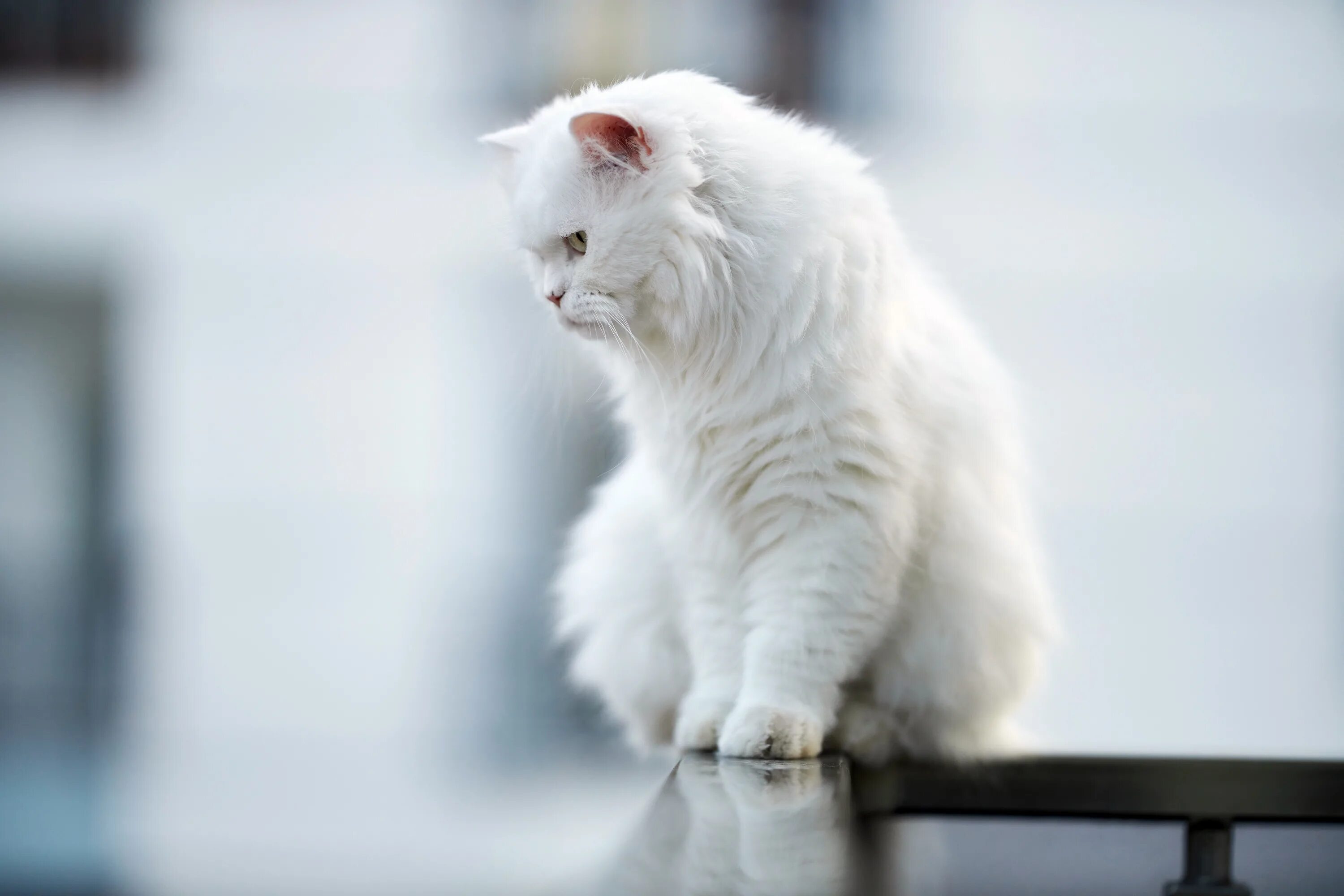 Обои белые кошки