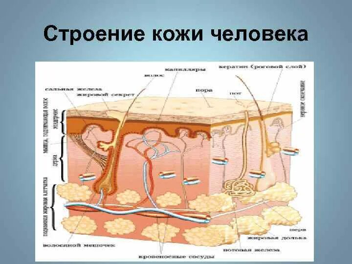 Строение кожи рисунок 4 класс. Строение кожи. строение кожи человека 3 класс. строение кожи рисунок. кожа анатомия.