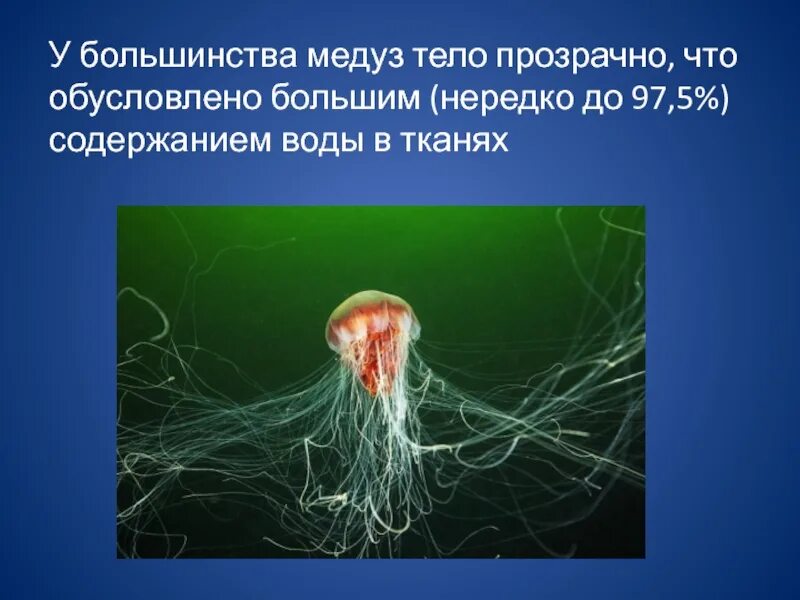 Медуза презентация. Медуза корнерот строение. Презентация для дошкольников медузы. Сцифоидные кишечнополостные. Информация про морских обитателей.
