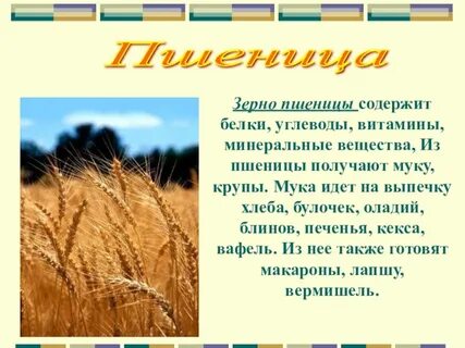В клетках пшеницы содержатся