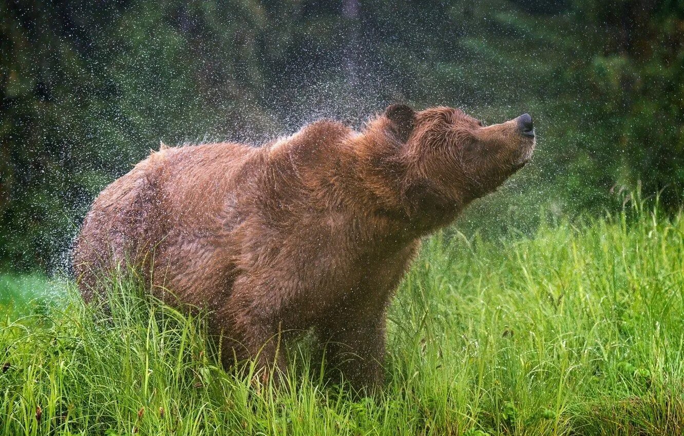 Медведь. Бурый медведь. Бог медведь. Медведь на Поляне.