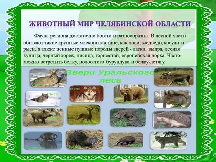 Какие животные в нашем регионе