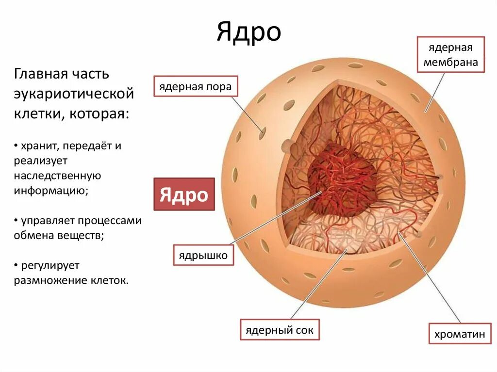 У вирусов нет ядра постоянного носителя. Клетка структурно функциональная единица живого. функциональная единица в биологии. внедрение вирусного ядра в клетку. структурно функциональная единица миокарда.
