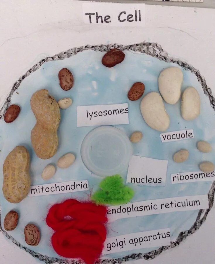 4.JPG (1600 × 1340) Science projects for kids, Cells project, Biology projects