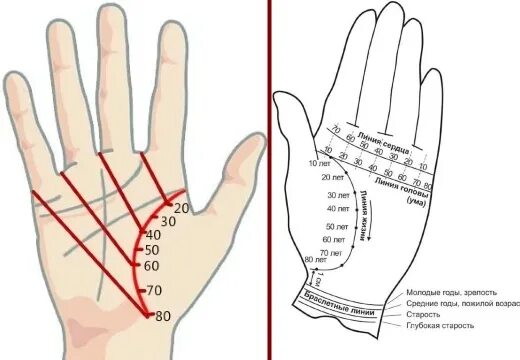 Как определить Возраст по линии жизни на руке. Линия жизни на руке как определить сколько жить. Как по линии руки узнать сколько будет жить человек. Как определить по линии жизни сколько проживешь лет.