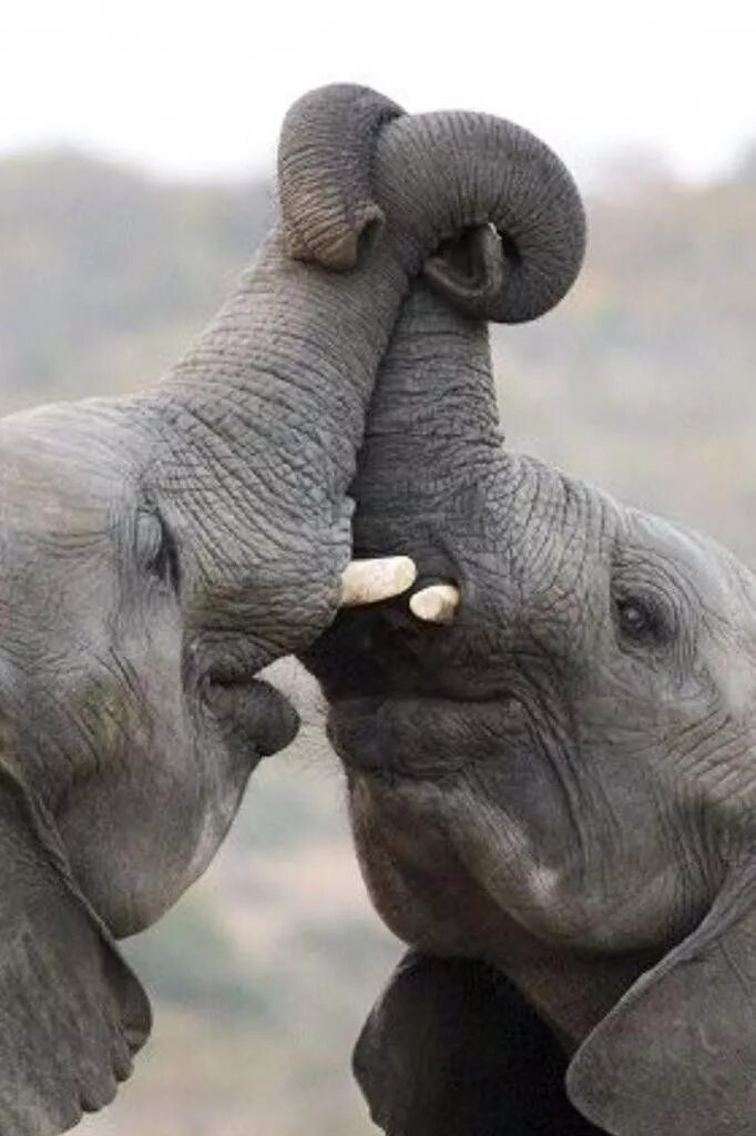 Elephant friends. Слоны целуются. Слоники любовь. Объятия животных. Слоны обнимаются.