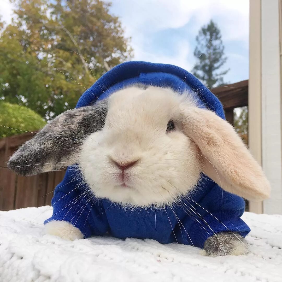 Забавные кролики. Кролик прикол. Забавные кролики. Смешные кролики. Смешной заяц.