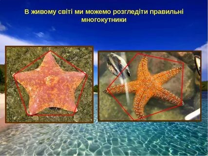 Правильные многоугольники в жизни