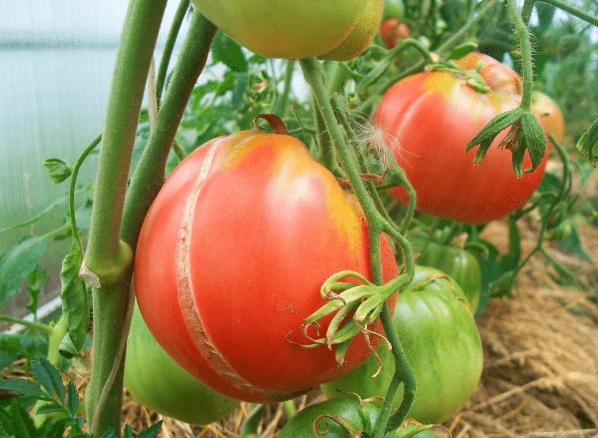 Почему помидоры краснеют. Делишер черри томат. Гибрид томата Делишер. Растрескивание плодов томата. Помидоры потрескались.