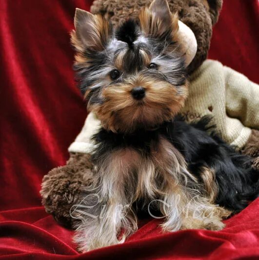 питомник йоркширских терьеров спб. питомник йоркширских терьеров спб. питомник йоркширских терьеров спб. приют спб йоркширский терьер. внеплановые щенки йоркширского терьера спб.