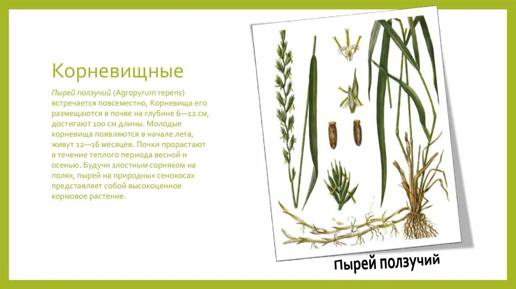 Корневище пырея ползучего