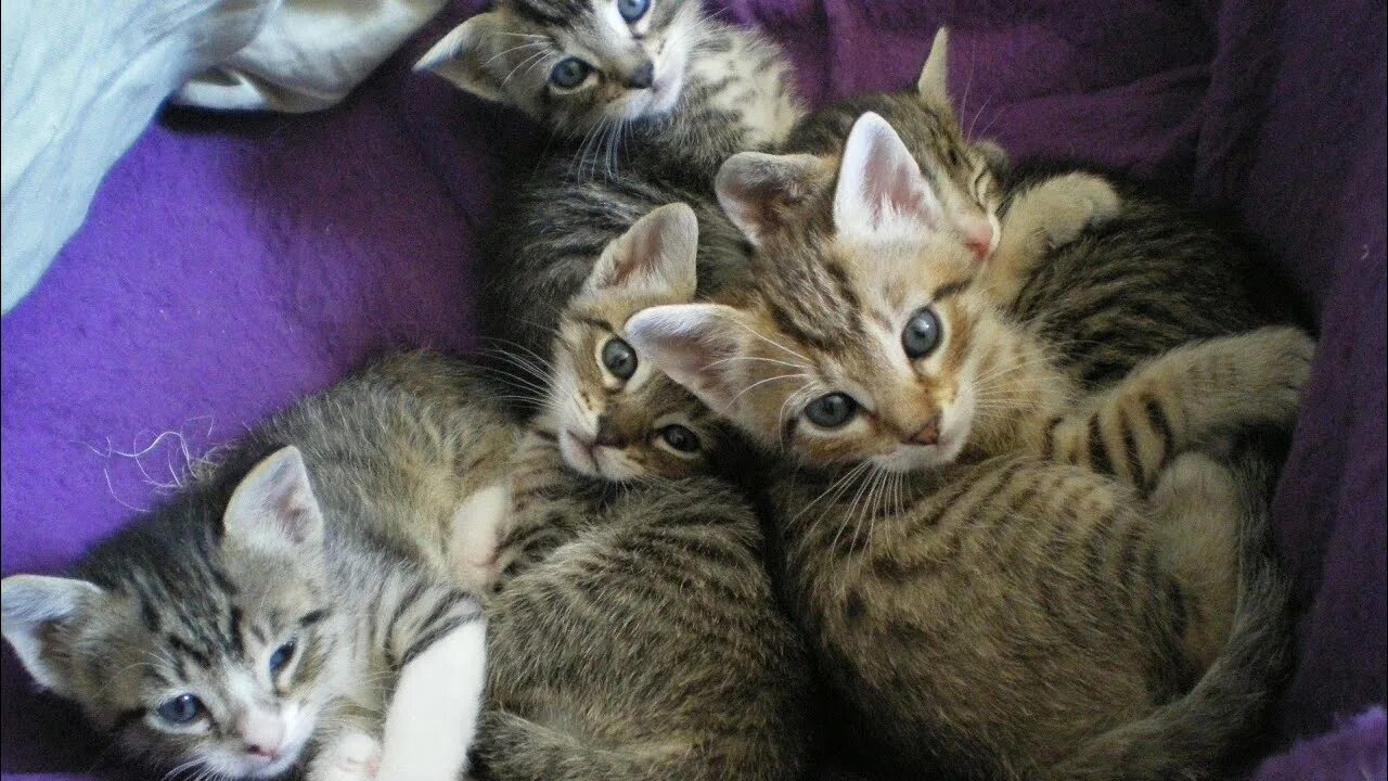 Котята не от него. Европейская короткошерстная кошка котята. европейский котенок. европейская короткошерстная. четыре котенка.