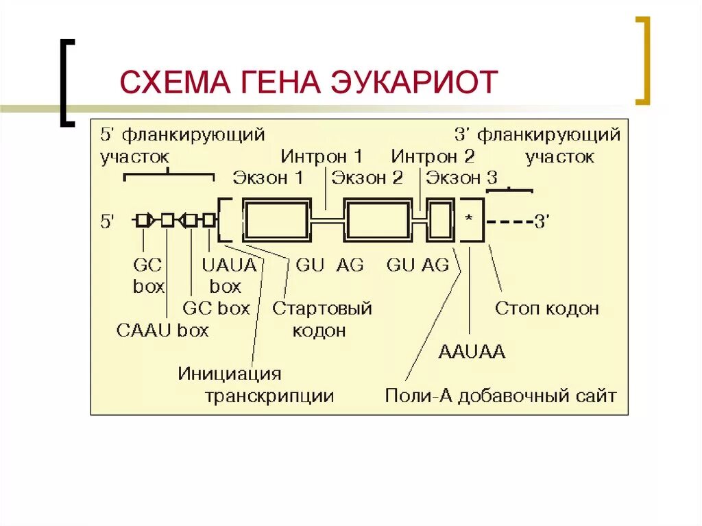 Схема строения Гена эукариот. Организация генома эукариот схема. Структурная организация Гена эукариот. Строение структурного Гена эукариот.