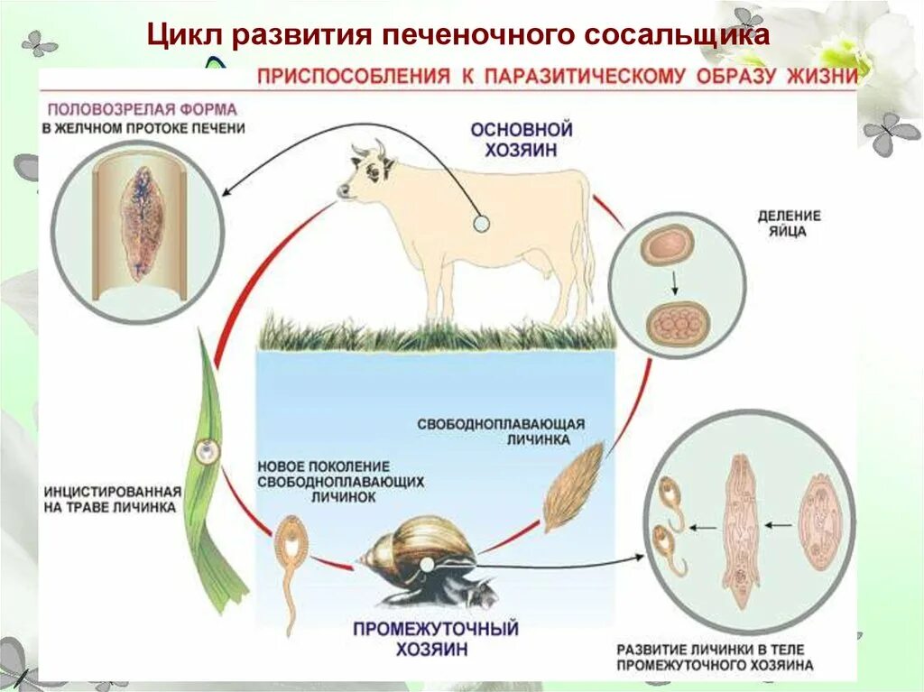 Личинка в промежуточном хозяине. Марита мирацидий редия спороциста церкарий. Цикл развития печеночного сосальщика. Жизненный цикл паразита печёночный сосальщик. Мирацидий редия церкарий адолескарий.