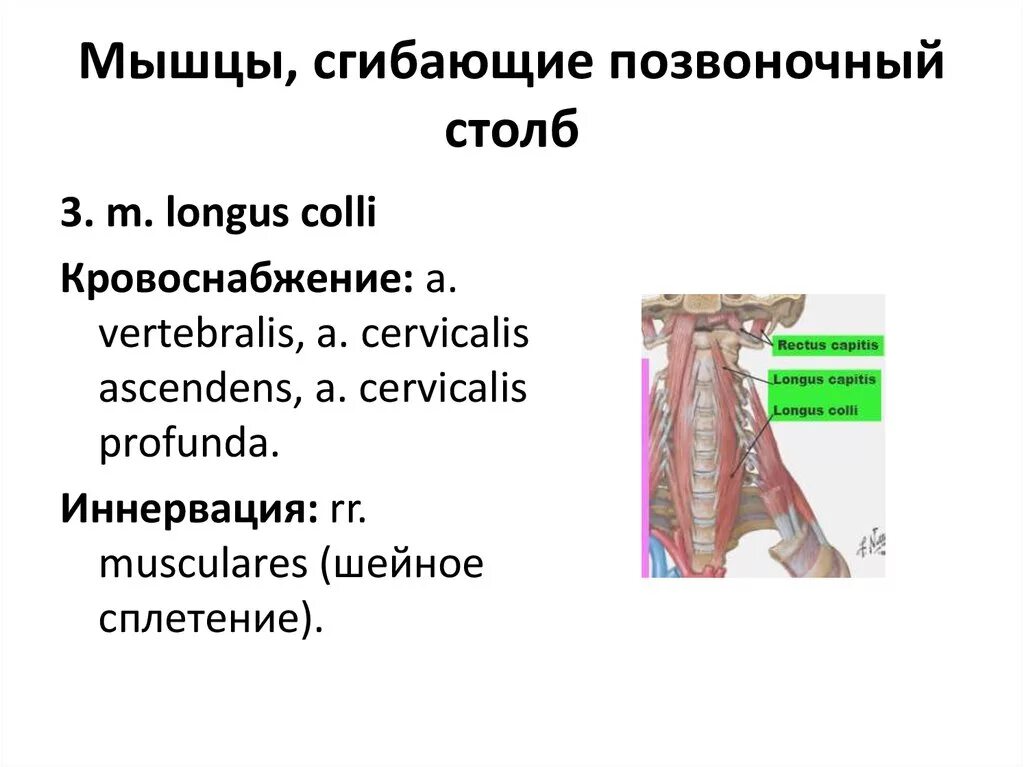 Мышцы движения позвоночного столба. Мышцы сгибающие позвоночный столб. сгибание позвоночного столба мышцы. мышцы действующие на позвоночный столб. мышцы производящие сгибание позвоночника.