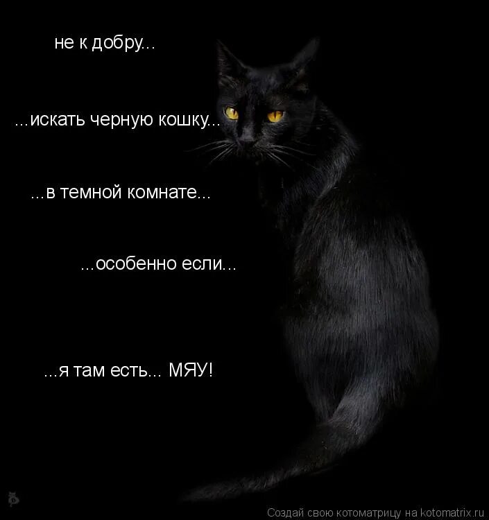 К чему снятся кошки женщине много. Цитаты про черных кошек. Искать черную кошку в темной. Искать черную кошку в темной комнате. Черная кошка в темной комнате.