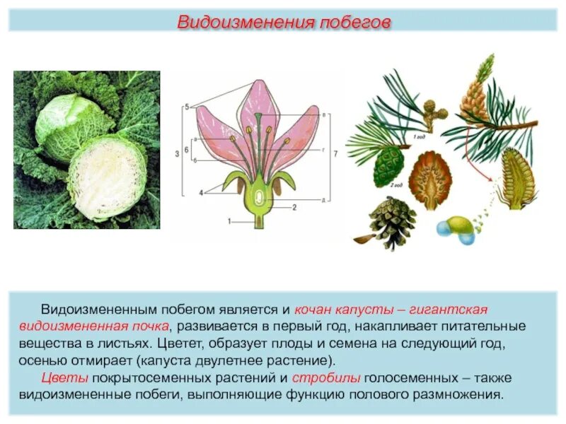 Плод выполняет функцию
