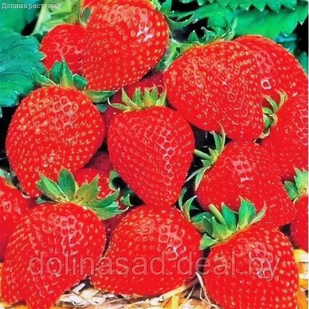 Клубника крупная. Клубника гигантелла макси. Fragaria ananassa. Семена крупной клубники. Клубника грандиан престиж.