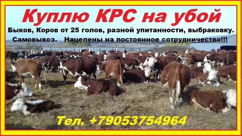 Крс жив вес цена. Объявления закупаю КРС. Закупаем КРС живым весом. Объявления коровы. Скупка телят.