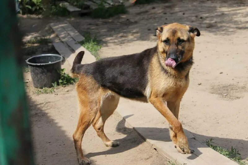 овчаркоманда спб