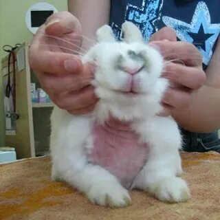 Аллергия на кролика