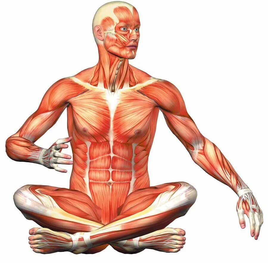 Физол. Опорно-двигательная система (костно-мышечная). Физиология. Артериальное давление физиология. Физол.