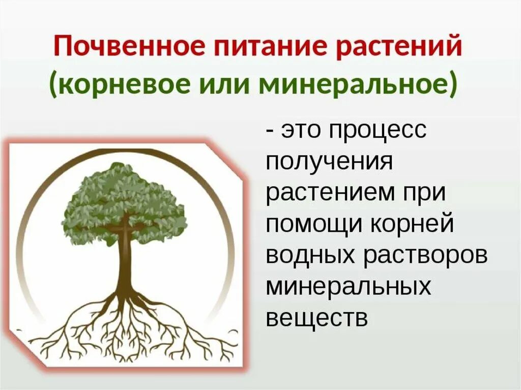 Минеральное почвенное питание растений. Корневое питание растений. Питание растений 6 класс биология. Почвенное питание растений 6.