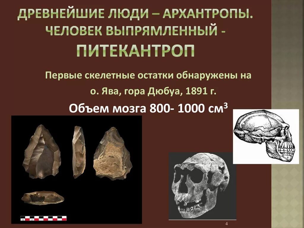 Синантроп образ жизни. Питекантропы (древнейшие люди, архантропы). Древнейшие люди архантропы. Питекантроп и синантроп это. Образ жизни питекантропа и синантропа.