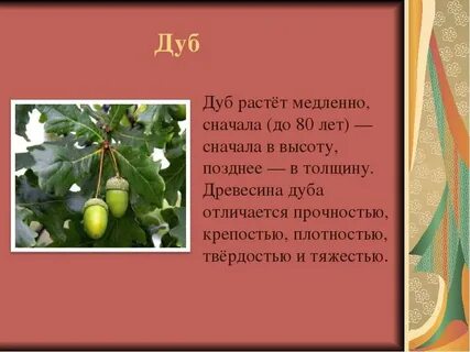 Дуб сколько лет жизни