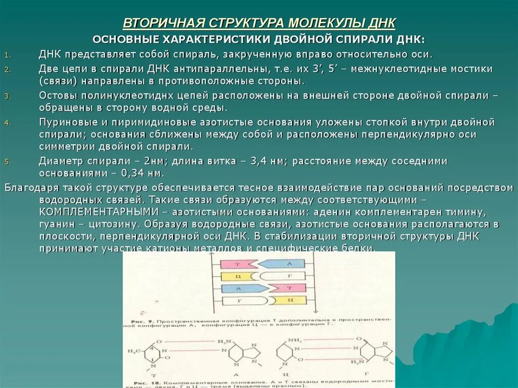 Вторичная цепь днк. Вторичная структура ДНК представляет собой двойную спираль:. Вторичная структура молекулы ДНК. Структура молекулы ДНК представляет собой. Вторичная структура ДНК представляет собой.