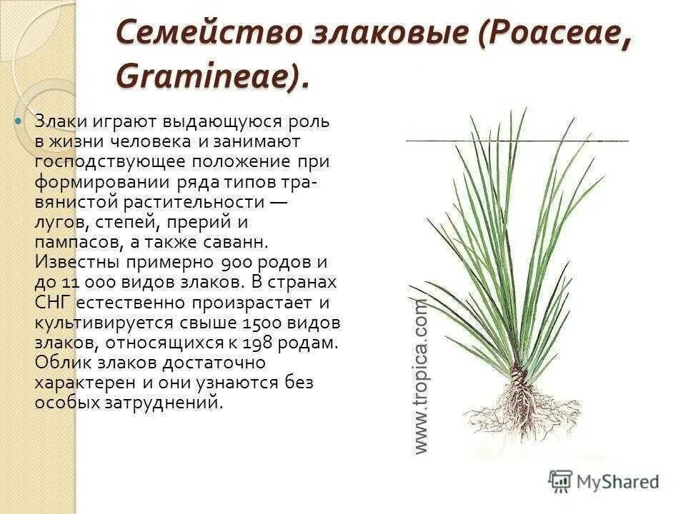 Тема злаковые. Однодольные семейство злаковые. Однодольные растения злаки. Семейство однодольных растений злаковые. Характеристика семейства злаковые Мятликовые.