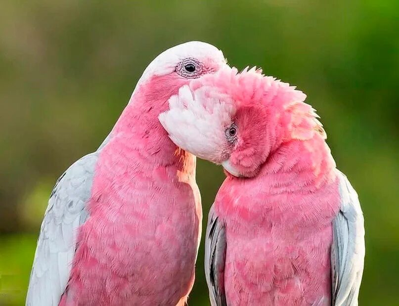 Серо розовая птица. Попугай Какаду розовый. Какаду Гала. Розовый Гала попугай. Австралийский розовый Какаду.