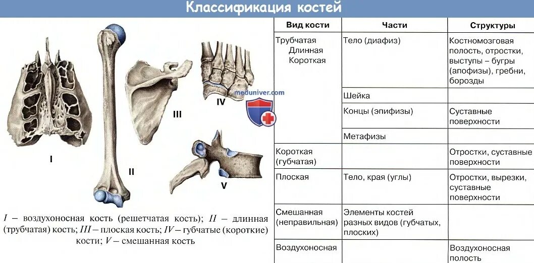 5 групп костей. Классификация костей трубчатые. Типы костей трубчатые губчатые плоские. Трубчатая кость и губчатая кость. Трубчатые губчатые плоские кости таблица.