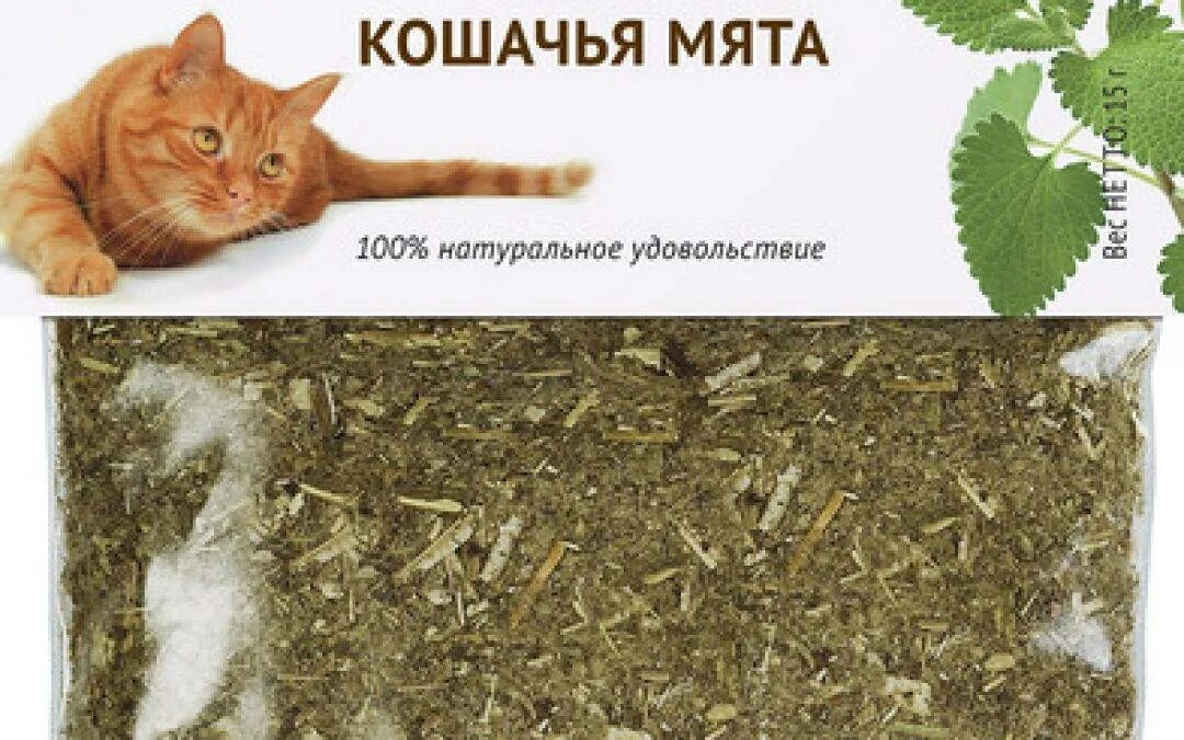 Как дать коту кошачью мяту