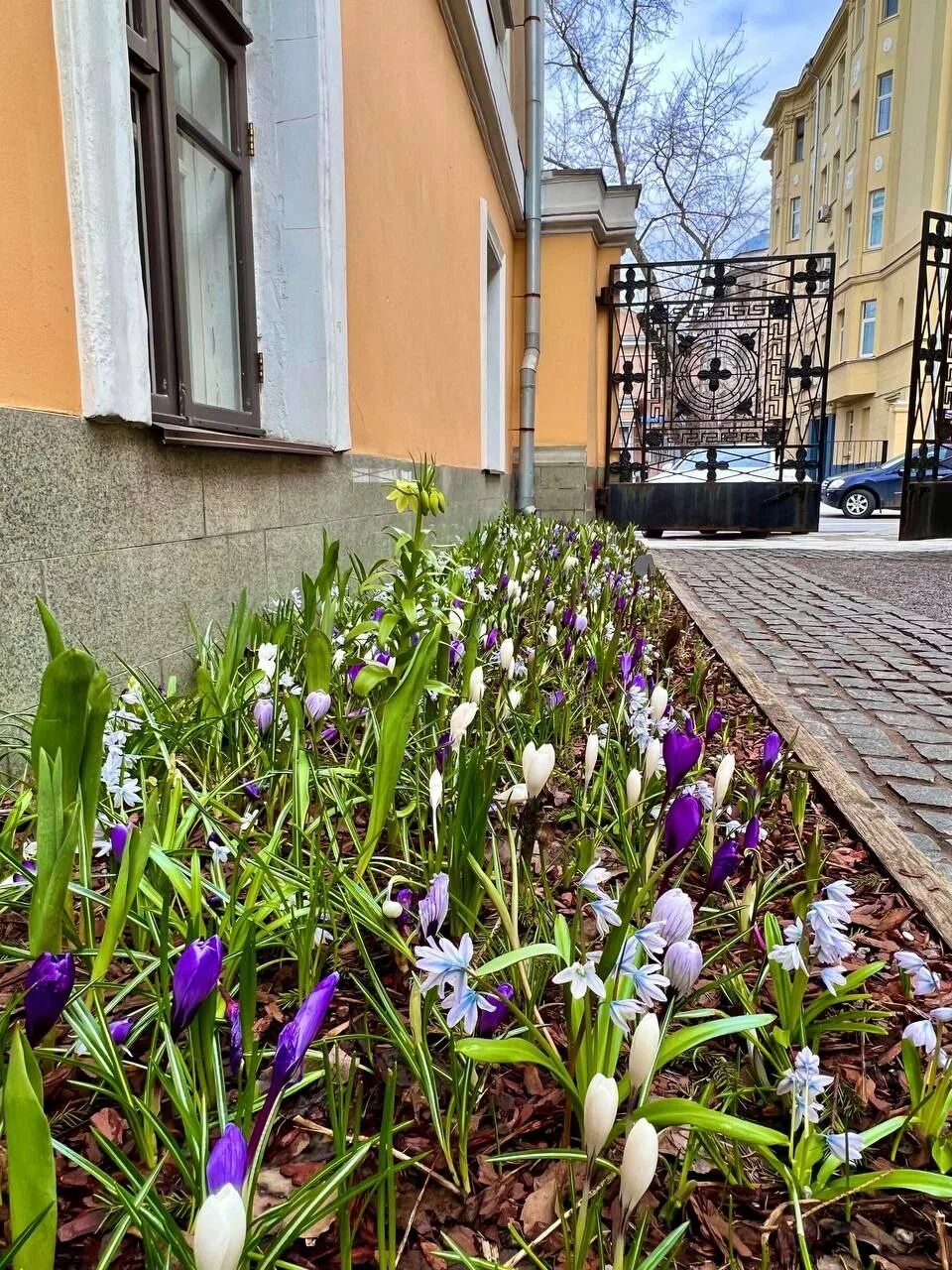 Весенние цветы. Весенняя улица (Москва).