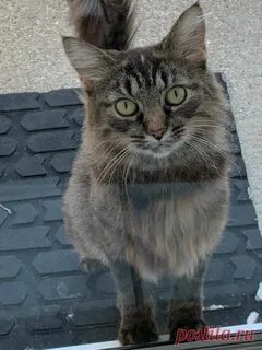 Неизвестные коты