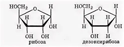 Рибоза рисунок. 2 Дезоксирибоза. Д рибоза структурная формула. Дезоксирибоза циклическая формула. D рибоза структурная формула.
