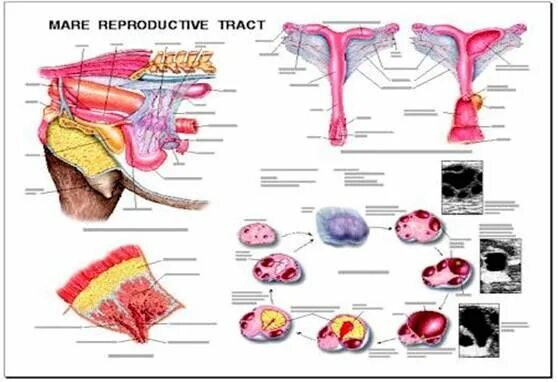 Женская половая система. Женская половая система патанатомия. Реальная мужская репродуктивная анатомия.