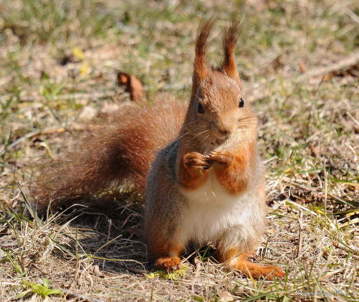 Белка обыкновенная – Sciurus vulgaris. Животные Омской области. Животные Омской области белка. Животные Омской области белка обыкновенная. Какие животные омской области