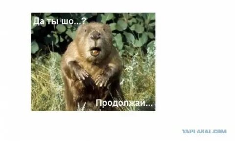 Бобер выдыхай анекдот