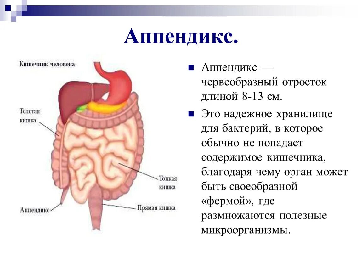 Толстая и тонкая кишка функции и строение таблица. Особенности строения аппендикса. Тонкий и толстый кишечник функции таблица. Функции аппендикса в иммунной системе.