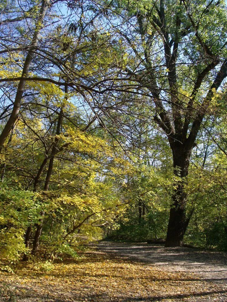 Ботанический сад юфу осенью. Ботанический сад южного федерального университета ростов-на-дону. Ботанический сад южного федерального университета. Ботанический сад юфу ростов. Ботанический сад юфу осенью.