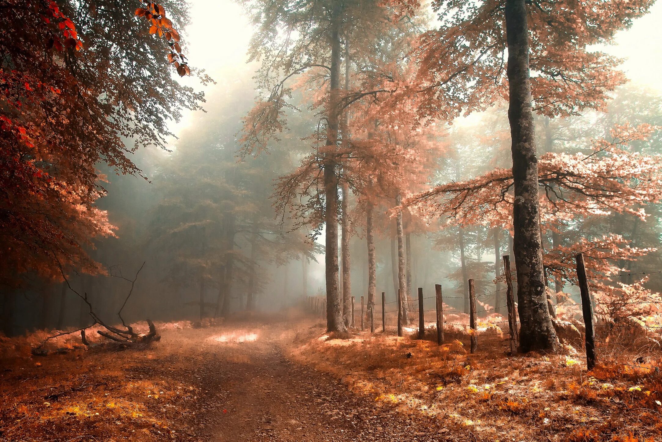 Fallen forest
