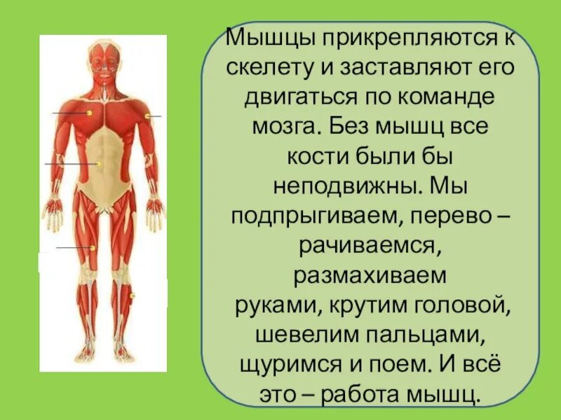 3 класс опора тела и движение видеоурок. Мышцы человека. скелет и мускулатура человека. мышцы человека 3 класс. скелетные мышцы человека прикрепляются к костям с помощью.
