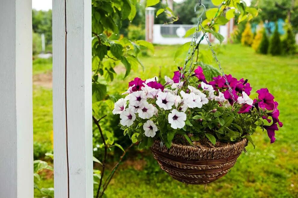 петуния ханг. петуния ампельная и кустовая. петуния ампельная водопад смесь. пеларгония ампельная balkon. в какие кашпо посадить петунии цветы.